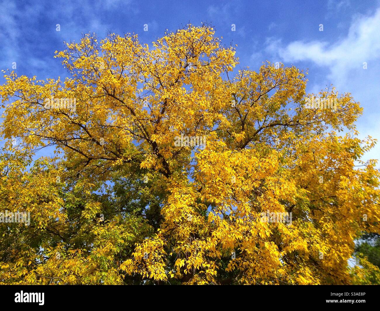 Hackberry tree hires stock photography and images Alamy