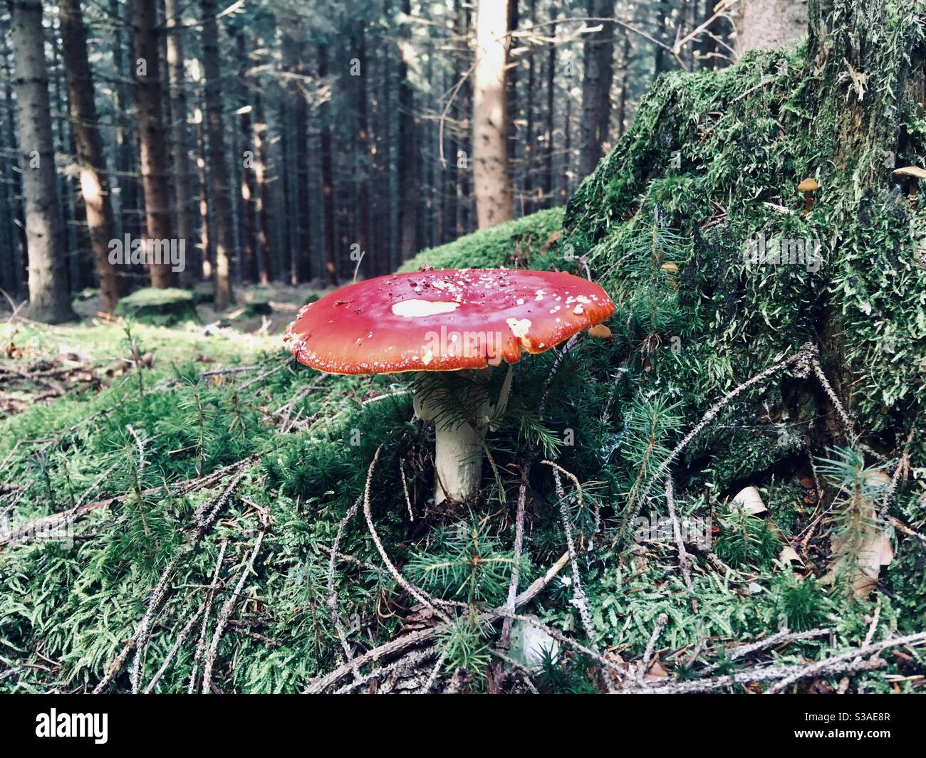Russula emetics - Smartphone Captured Stock Image