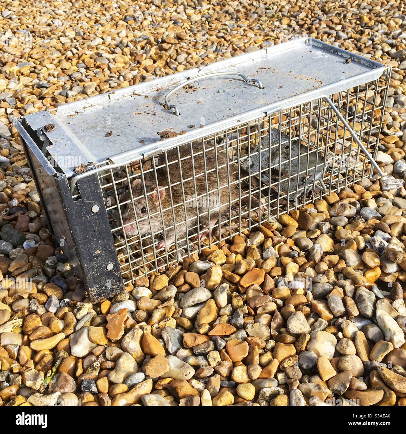 Rat caught in a humane trap, Hampshire, England, United Kingdom. Stock Photo