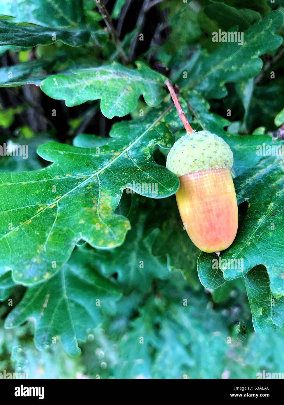 Fresh acorn, not quite ripe yet, growing on columnular oak tree - Smartphone Captured Stock Image