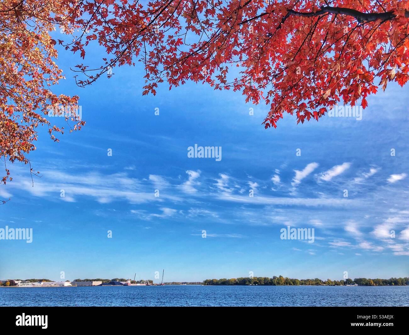 Autumn leaves frame a feather cloud. - Smartphone Captured Stock Image