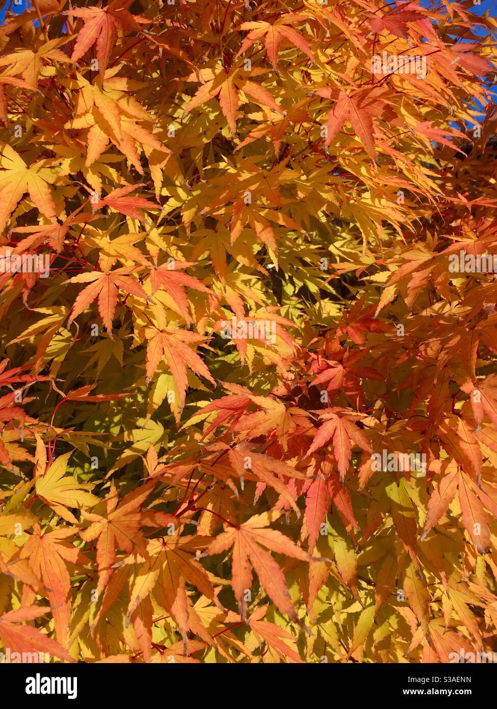 Yellow and orange Autumn leaves on a maple tree - Smartphone Captured Stock Image