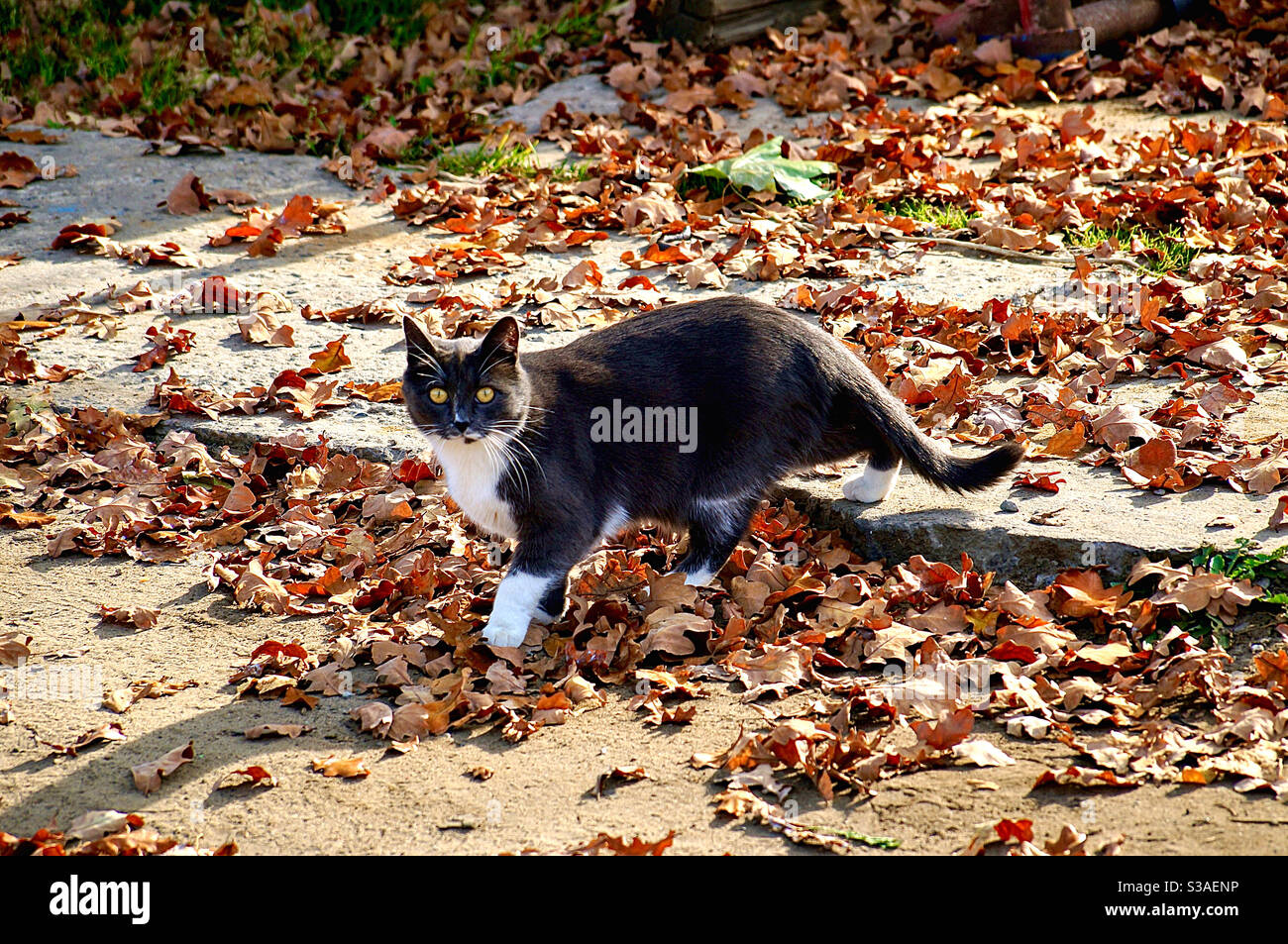 Black cat with white paws is walking on fallen leaves Stock Photo Alamy