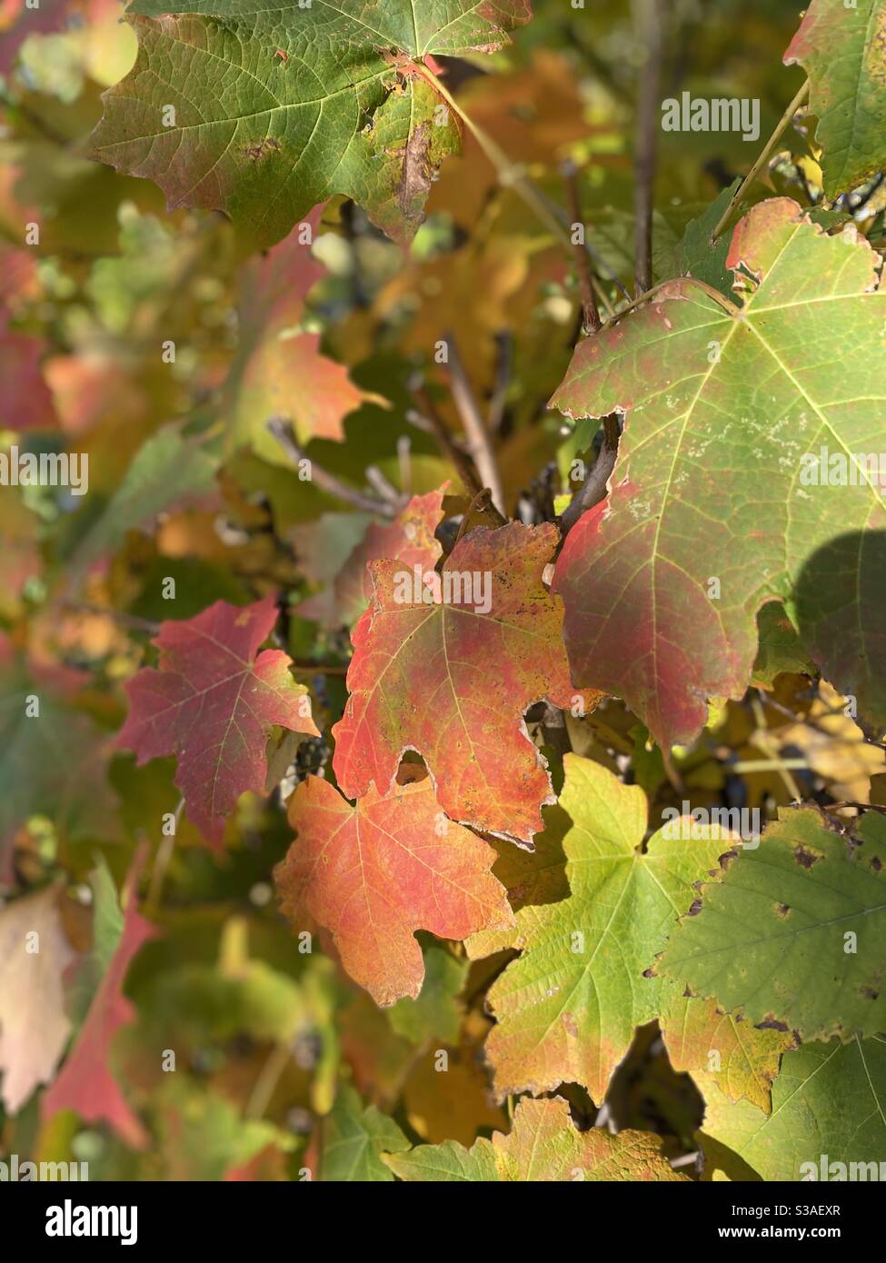 Changing sugar maple leaves in autumn Stock Photo