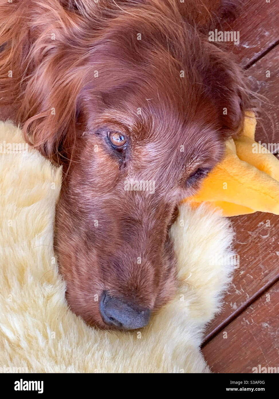 A dog and his duck, resting his head - Smartphone Captured Stock Image