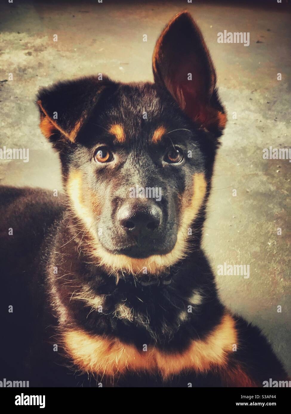 German Shepherd puppy portrait with one ear standing up and the other still floppy Stock Photo