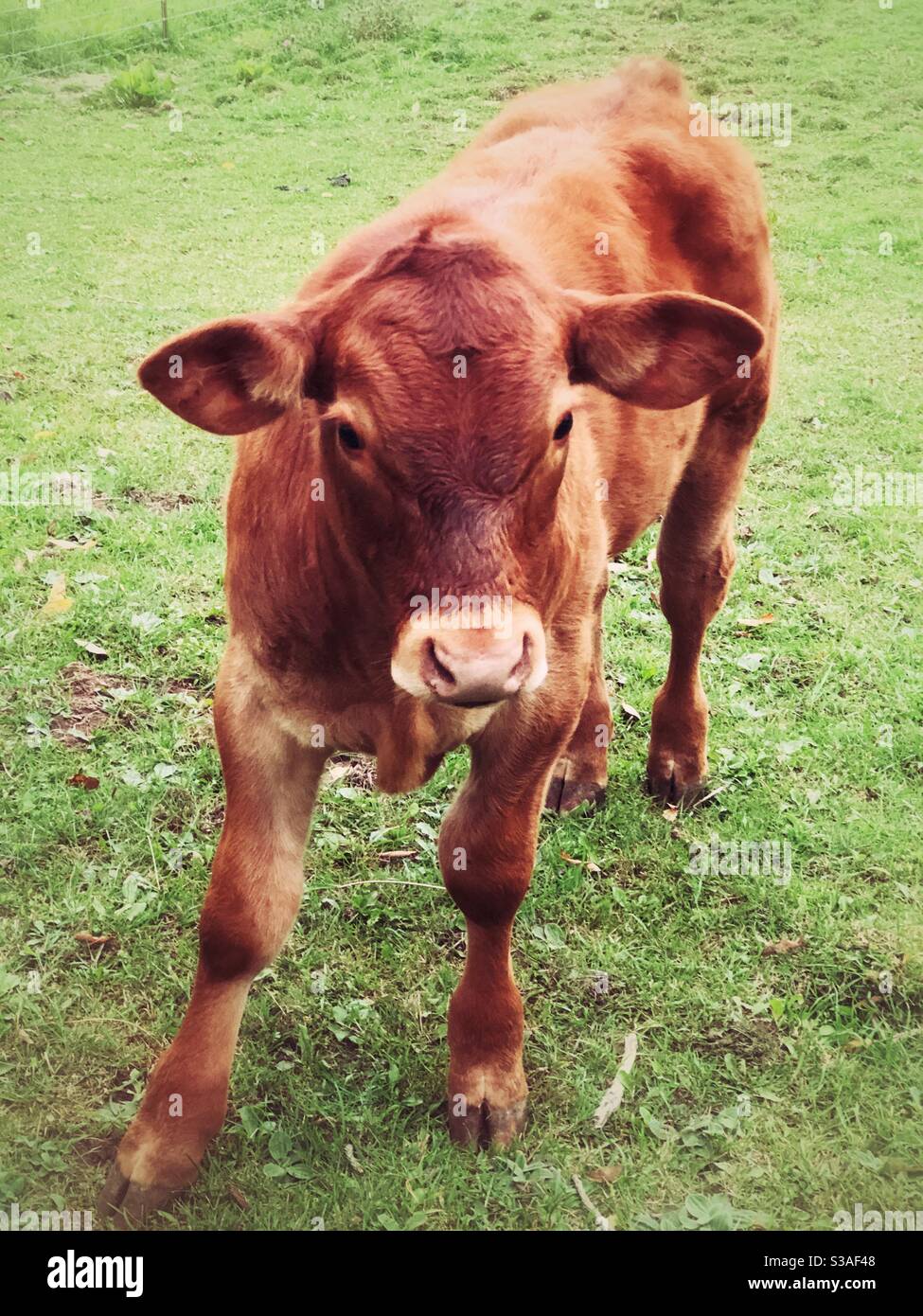Portrait of a baby brown cow in a green field Stock Photo