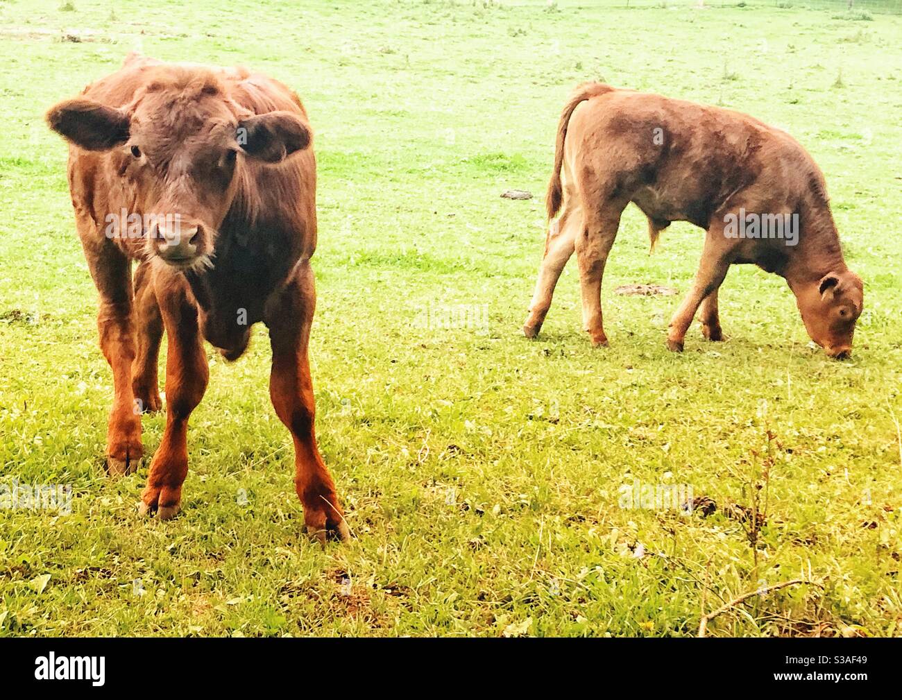 Two brown cow calves in a green grassy field Stock Photo