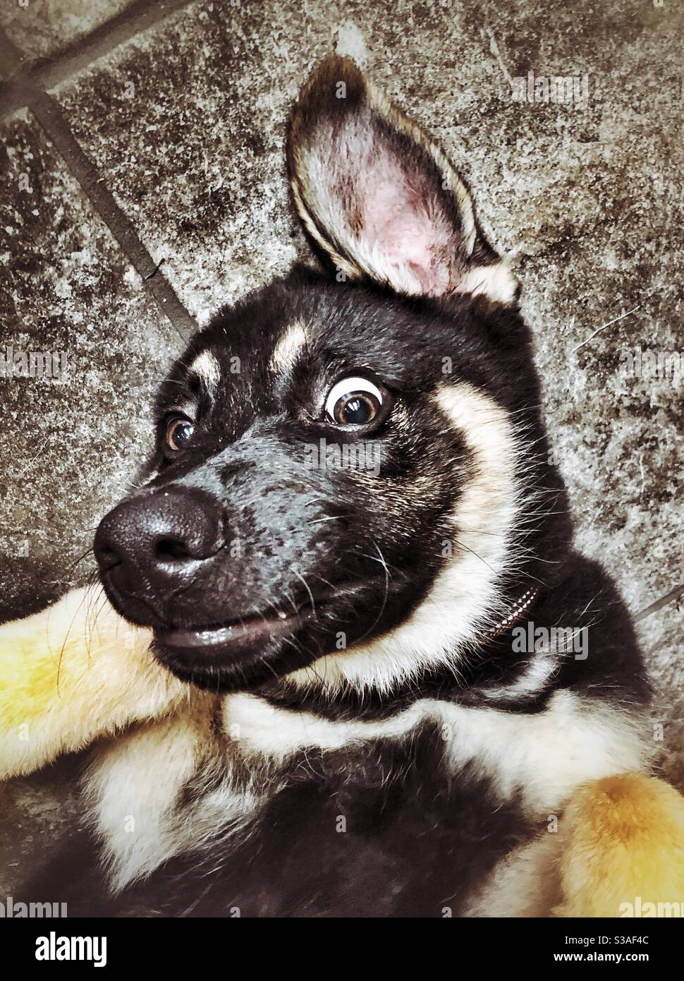 German shepherd puppy face with crazy expression Stock Photo