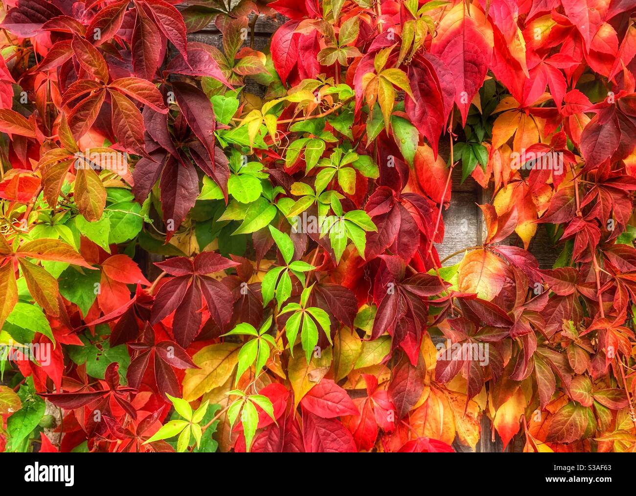 Autumn leaves with a mixture of red, yellow, orange and green leaves. Totton, Hampshire, England, UK - Smartphone Captured Stock Image