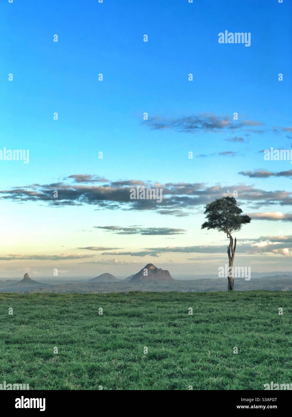 One Tree Hill Maleny Glasshouse Mountains Queensland Lone Tree - Smartphone Captured Stock Image