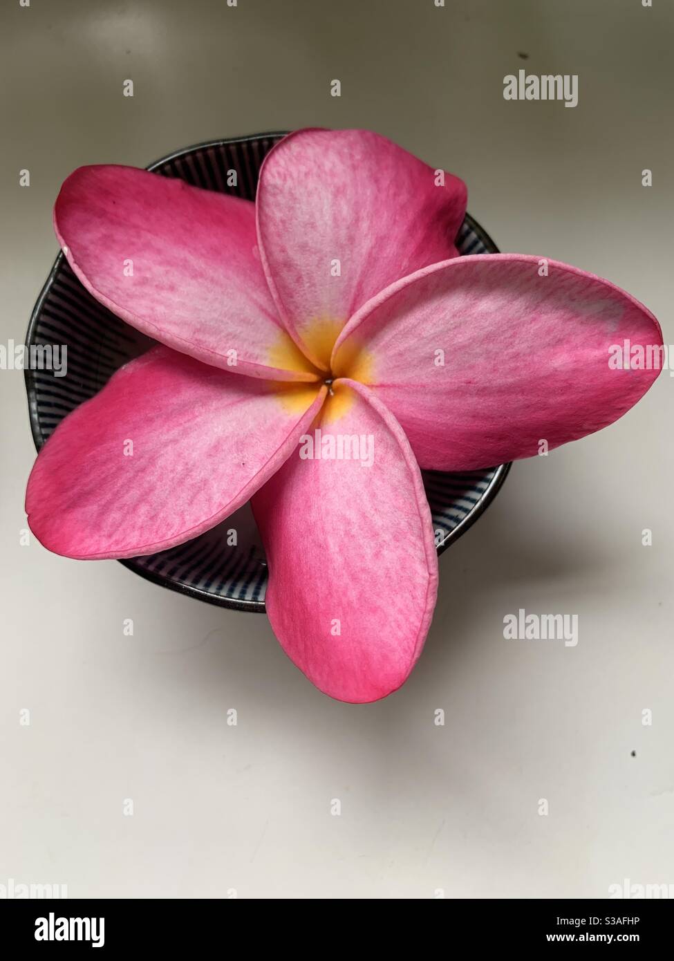 Pink frangipani flower. - Smartphone Captured Stock Image