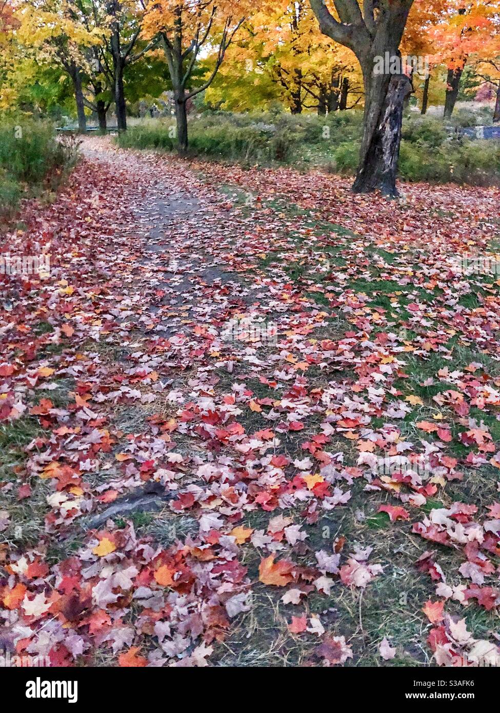 A carpet of autumn leaves. Stock Photo