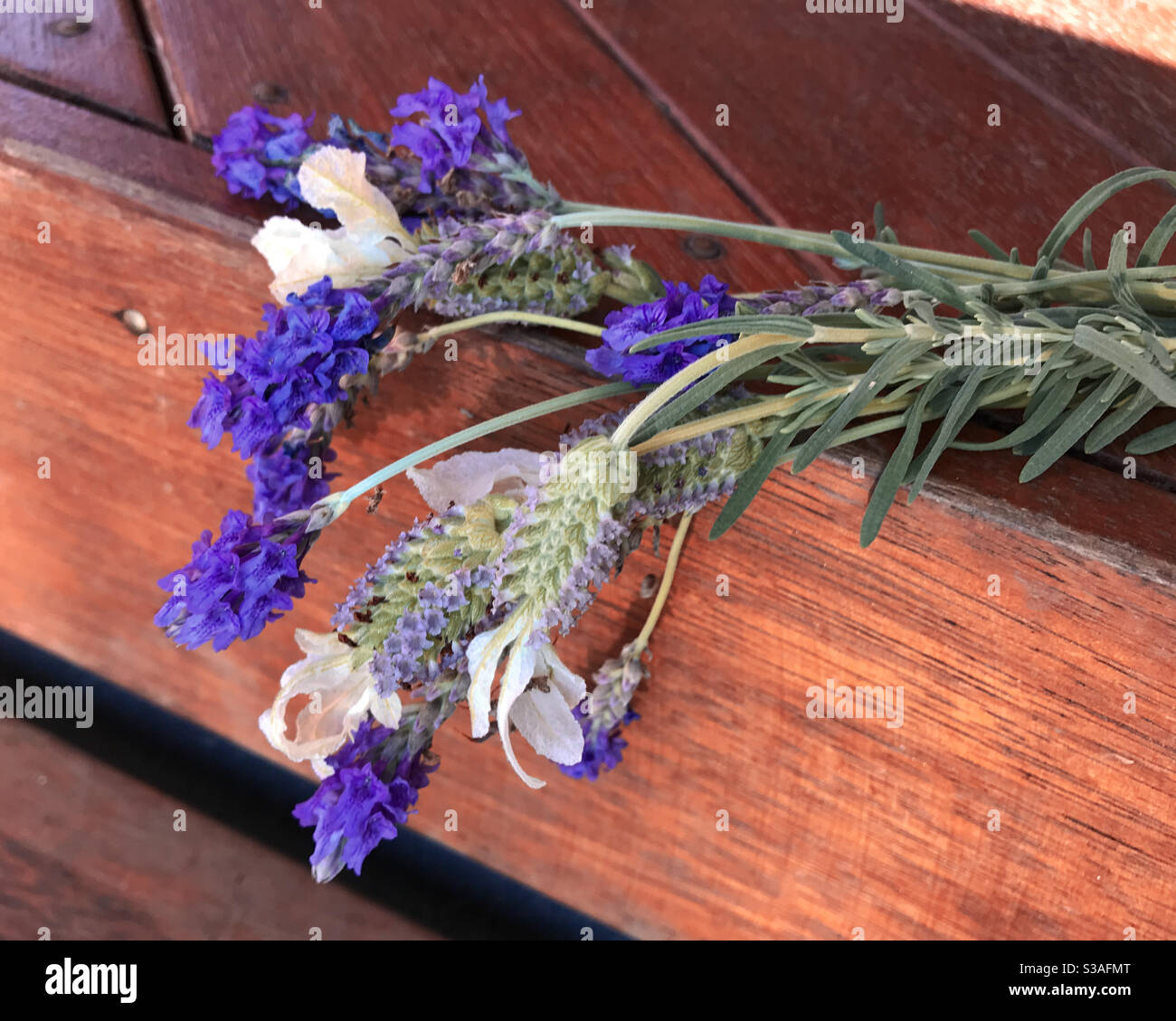 Beautiful and calming, a small fragrant posy of White and purple lavenders hanging over a wooden step - Smartphone Captured Stock Image