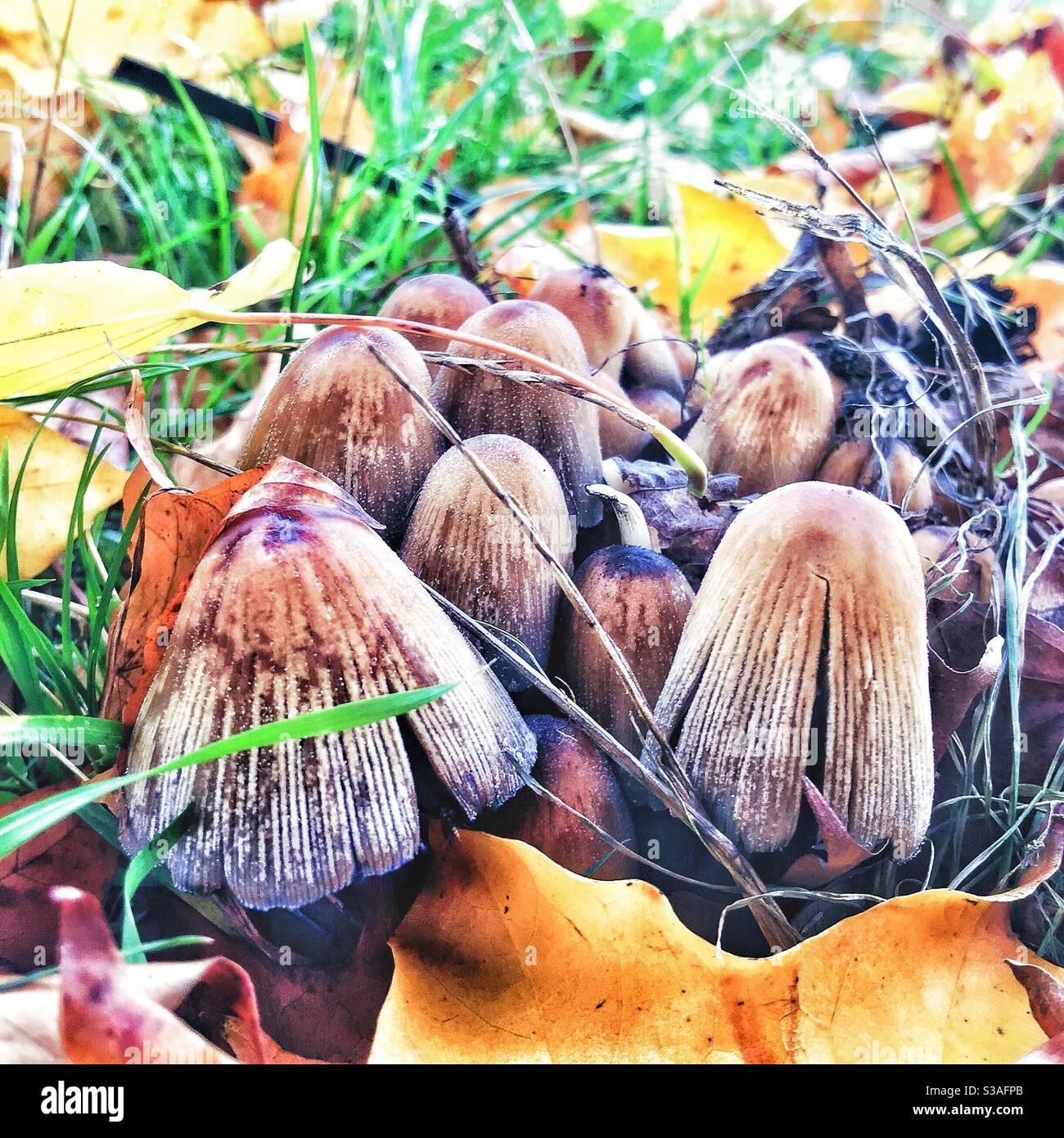 Mushrooms on the forest floor. - Smartphone Captured Stock Image