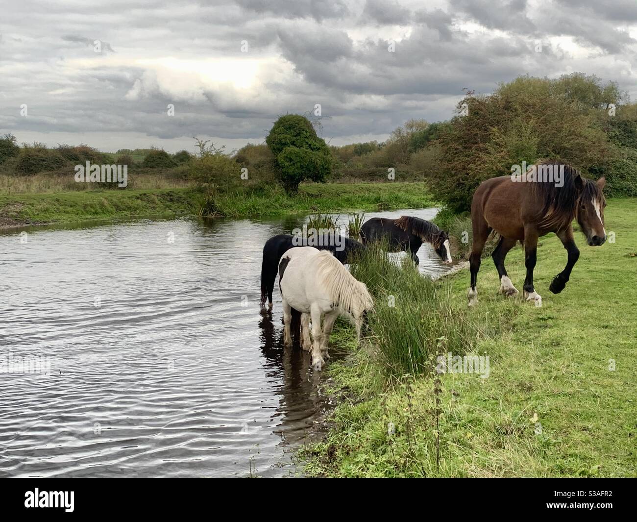 Horses emerging from river on Staines moor - Smartphone Captured Stock Image