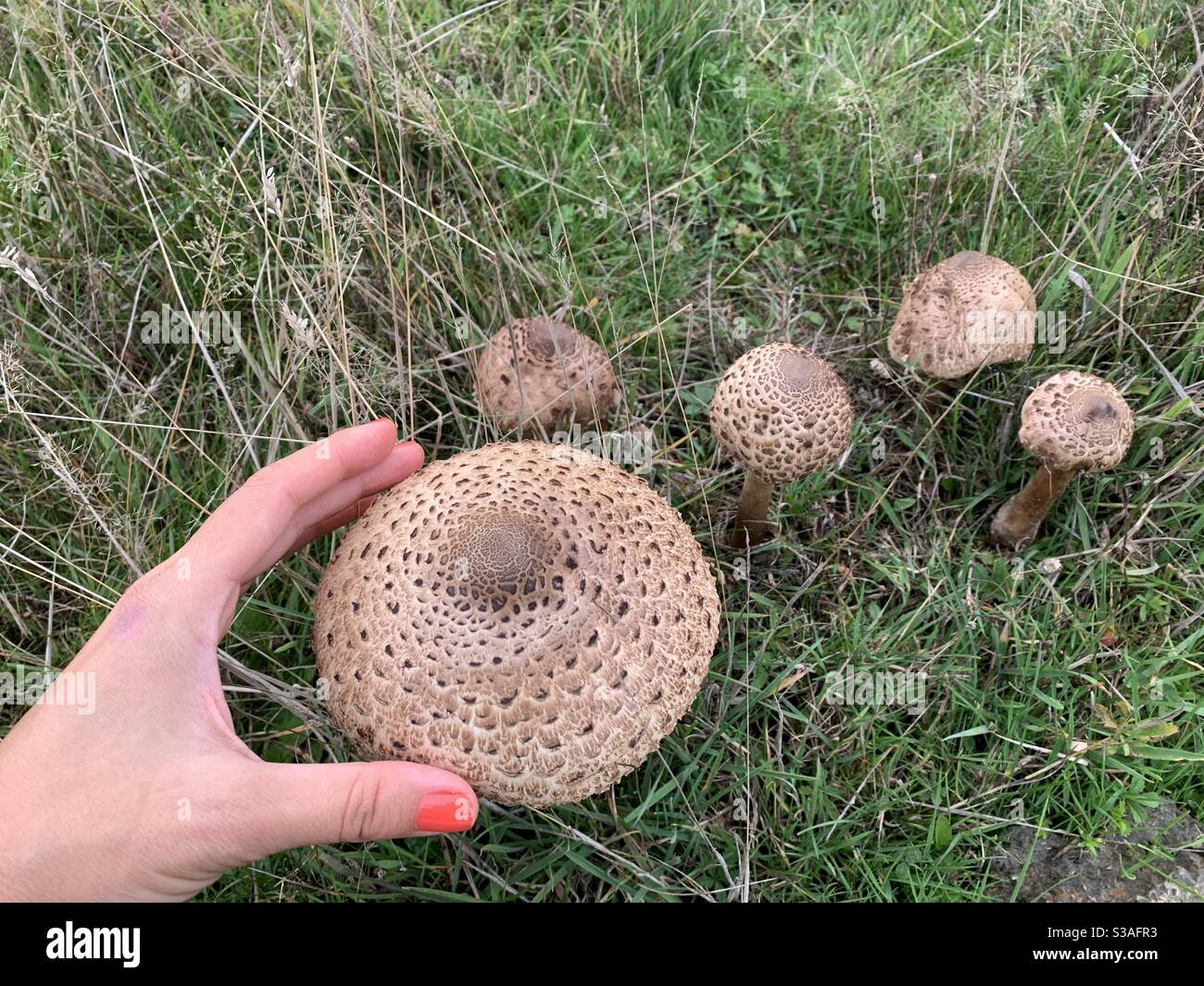 Woman’s hand touching shaggy parasol mushroom on grassy ground Stock Photo