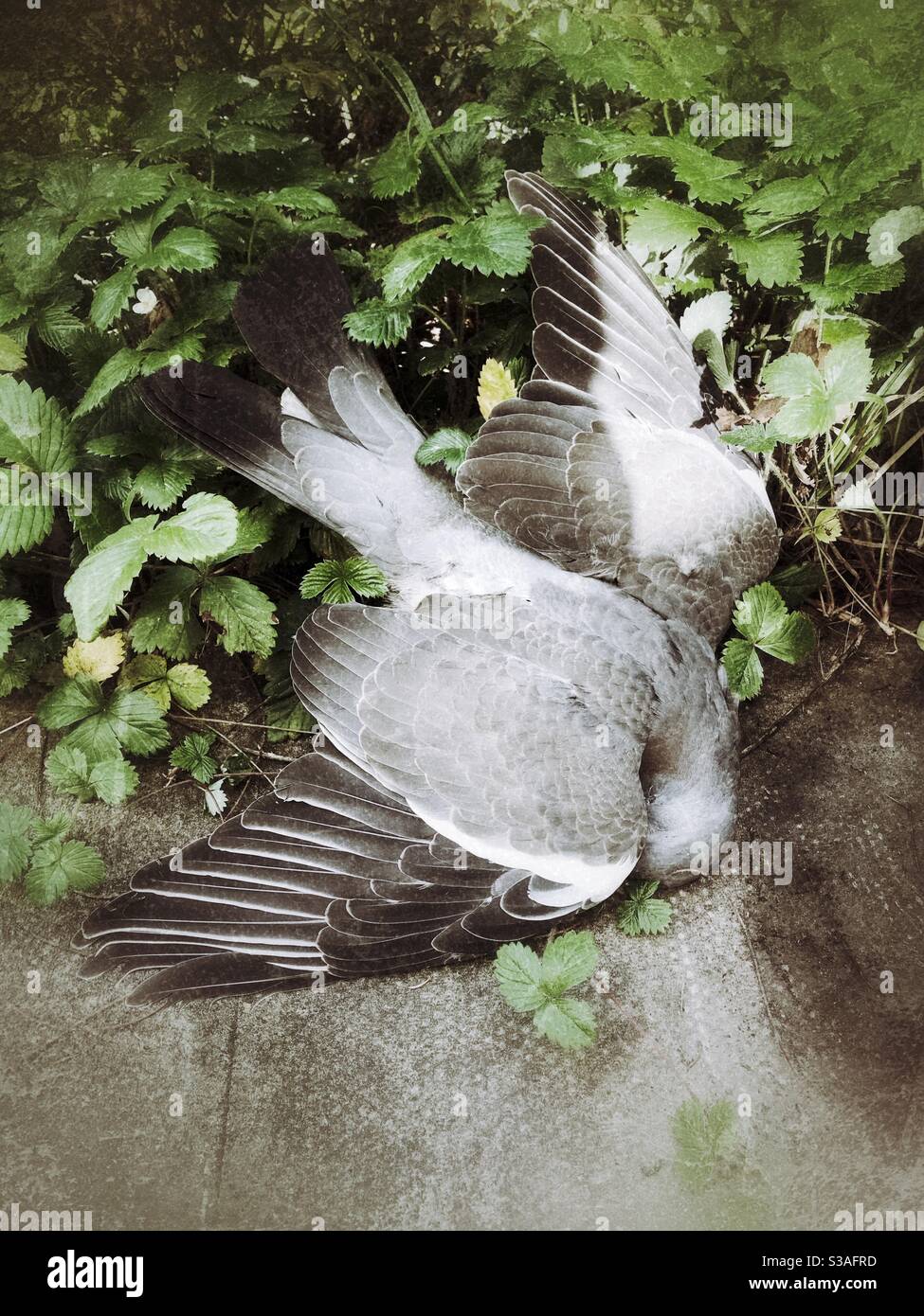 Dead pigeon bird on garden patio - Smartphone Captured Stock Image