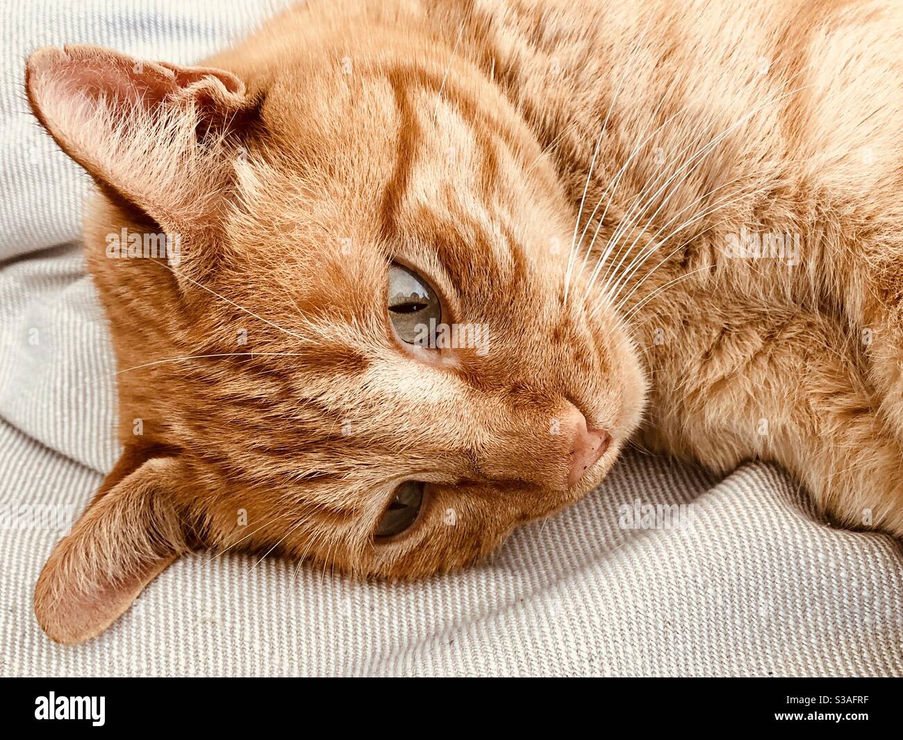 Tabby cat looking thoughtful - Smartphone Captured Stock Image