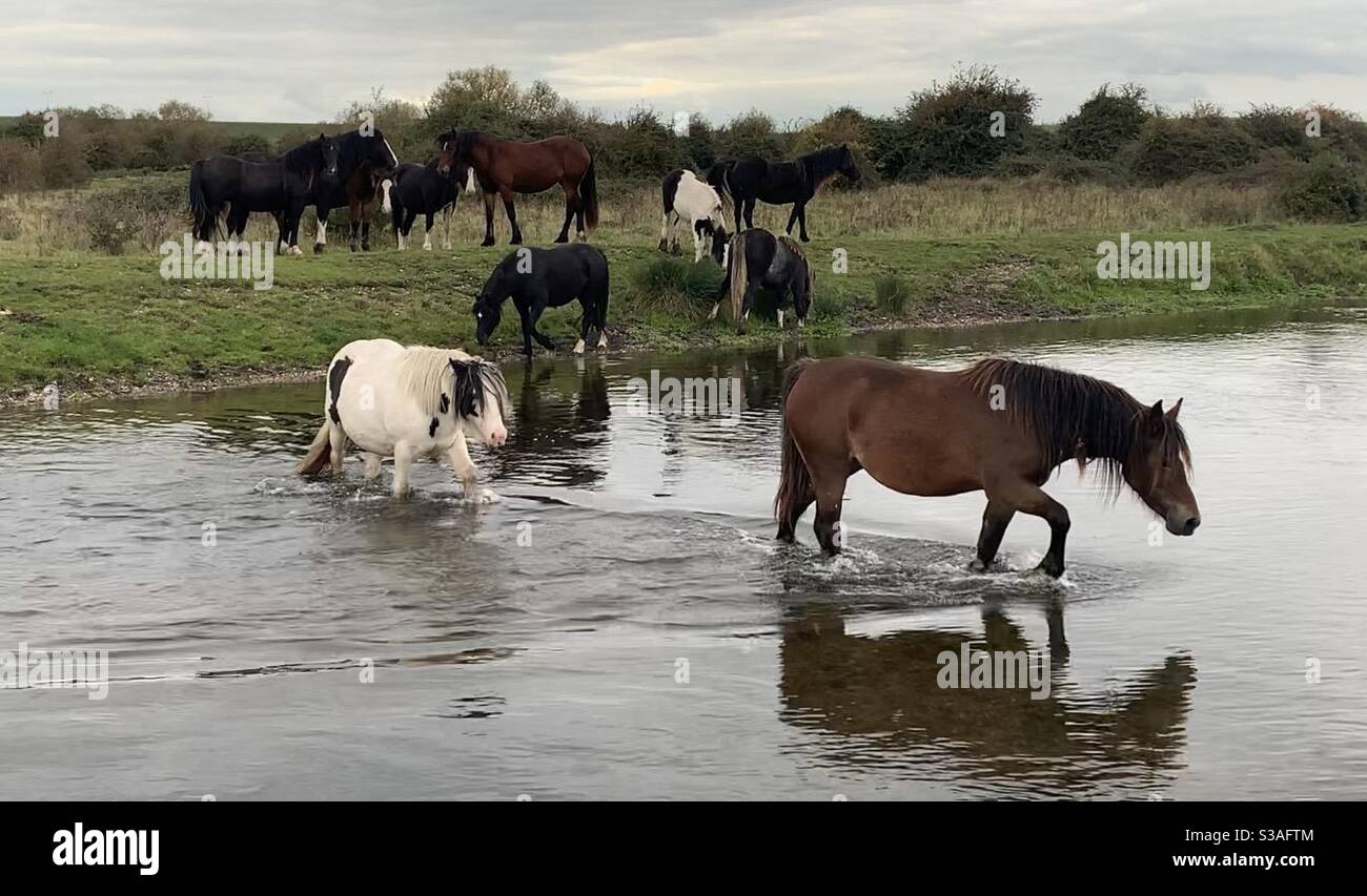 Horses crossing the river on Staines moor - Smartphone Captured Stock Image