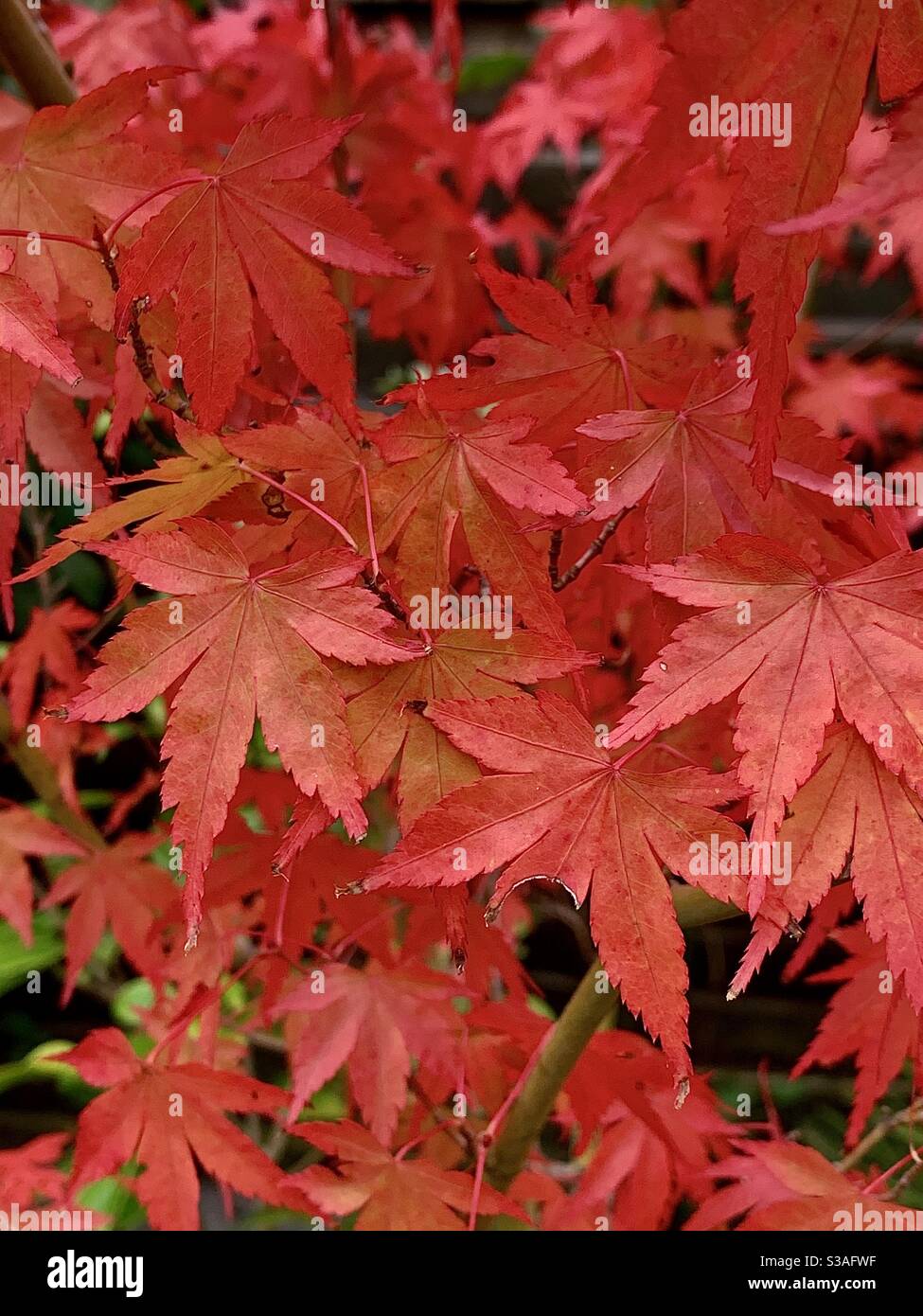 Beautiful autumn colour - Smartphone Captured Stock Image