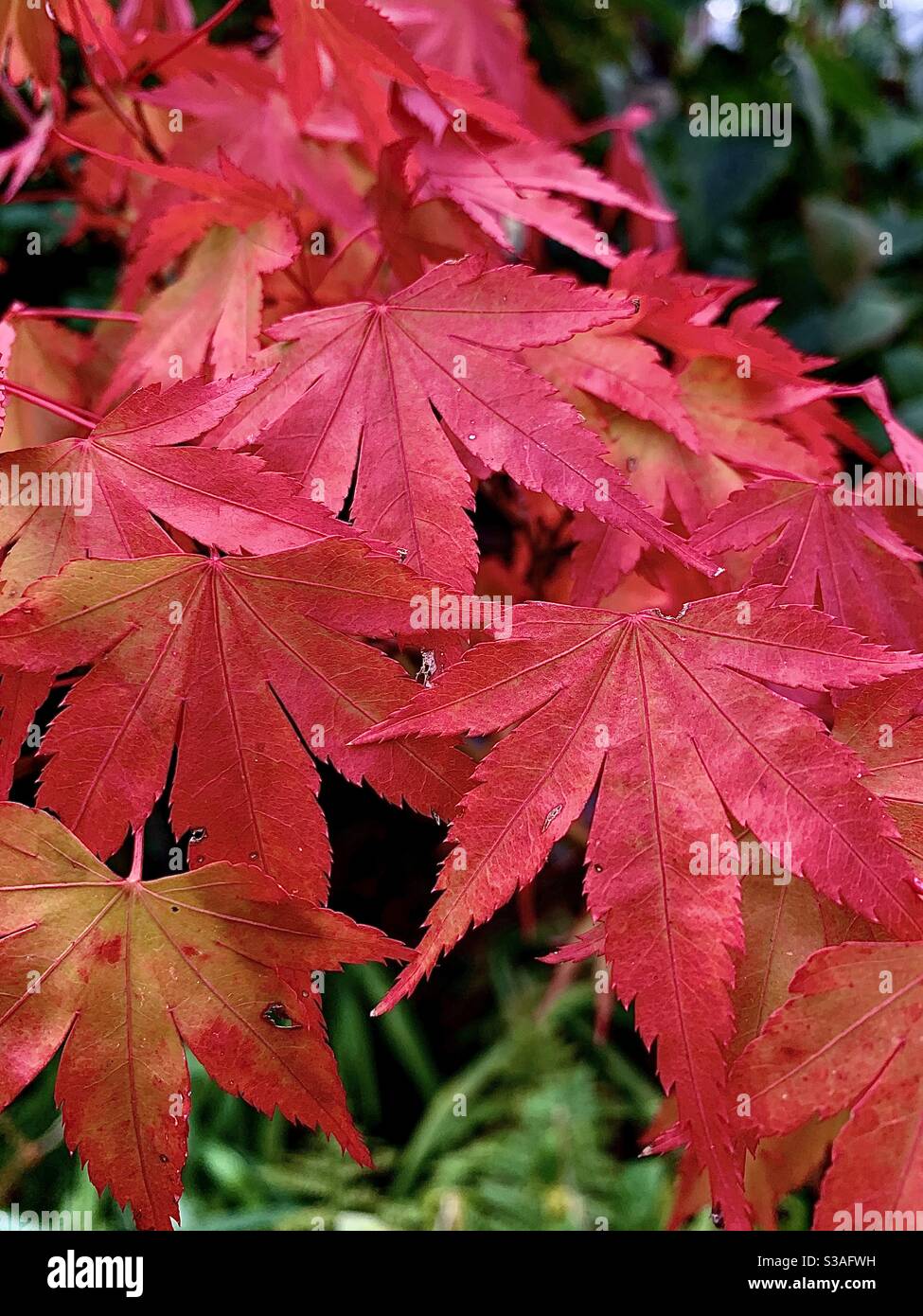 Beautiful Japanese Acer in autumn - Smartphone Captured Stock Image