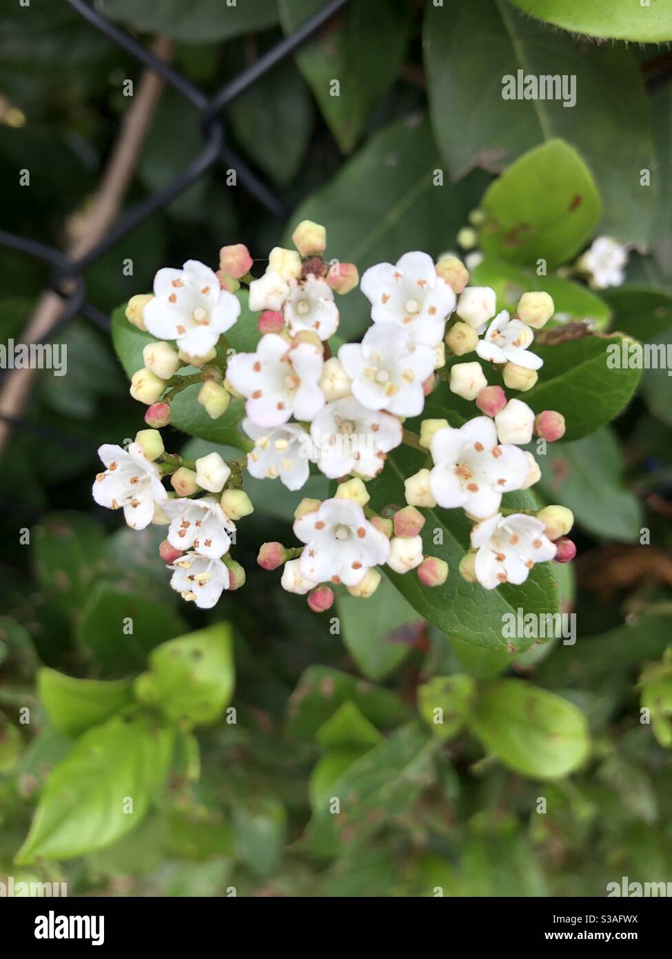 Small white flower cluster on hedge, nature, beautiful Stock Photo Alamy