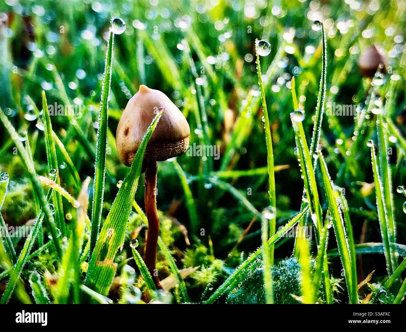 Psilocybin mushrooms, known as magic mushrooms or shrooms in morning dew. - Smartphone Captured Stock Image