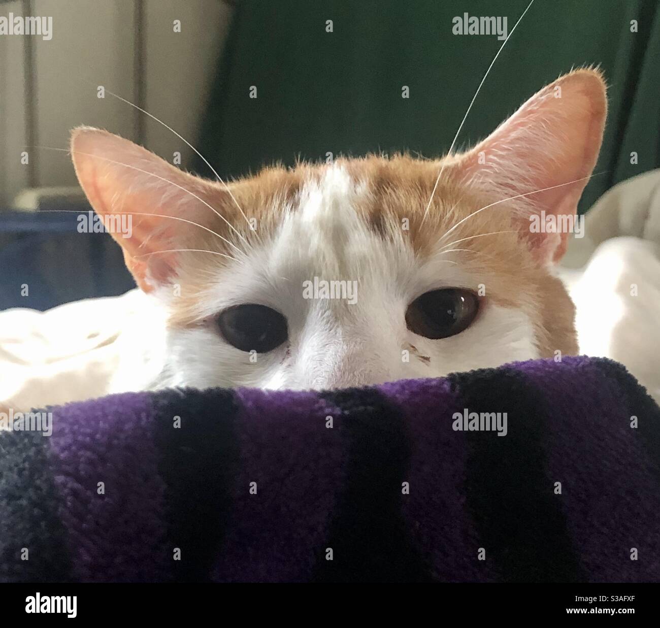 Peekaboo or peek a boo baby hi-res stock photography and images - Alamy