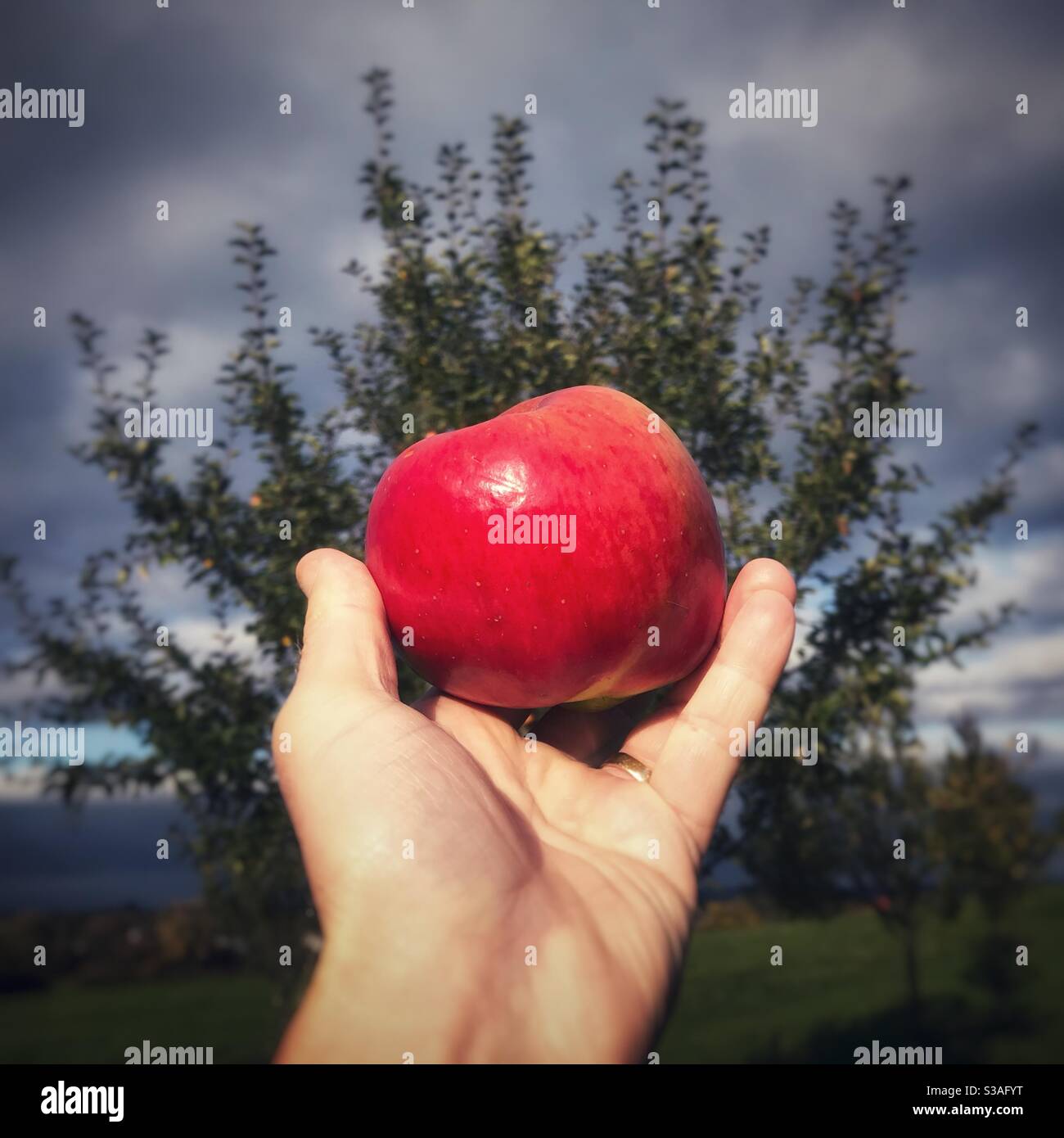 Apple harvest in Herefordshire October UK - Smartphone Captured Stock Image