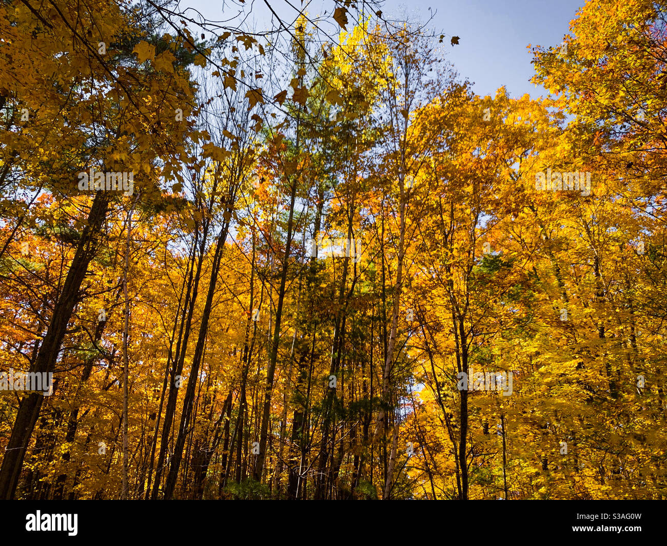 yellow trees in the northwoods Stock Photo