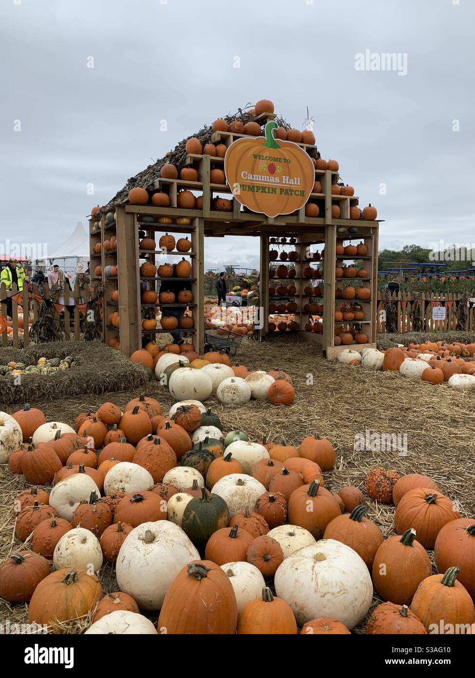 Pumpkin picking ? Stock Photo