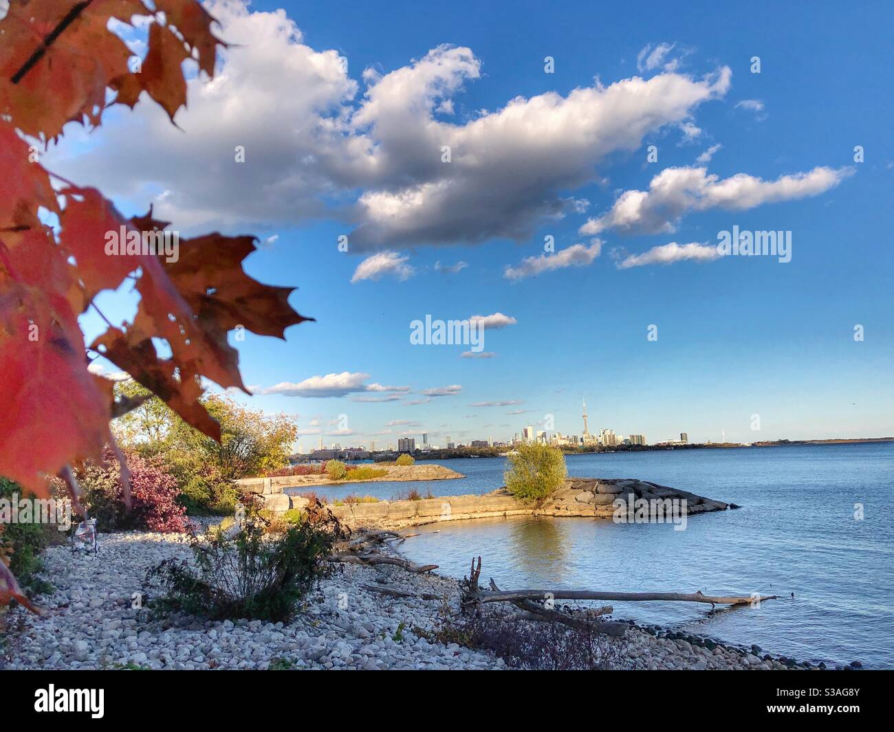Autumn leaves on Toronto’s waterfront. Stock Photo