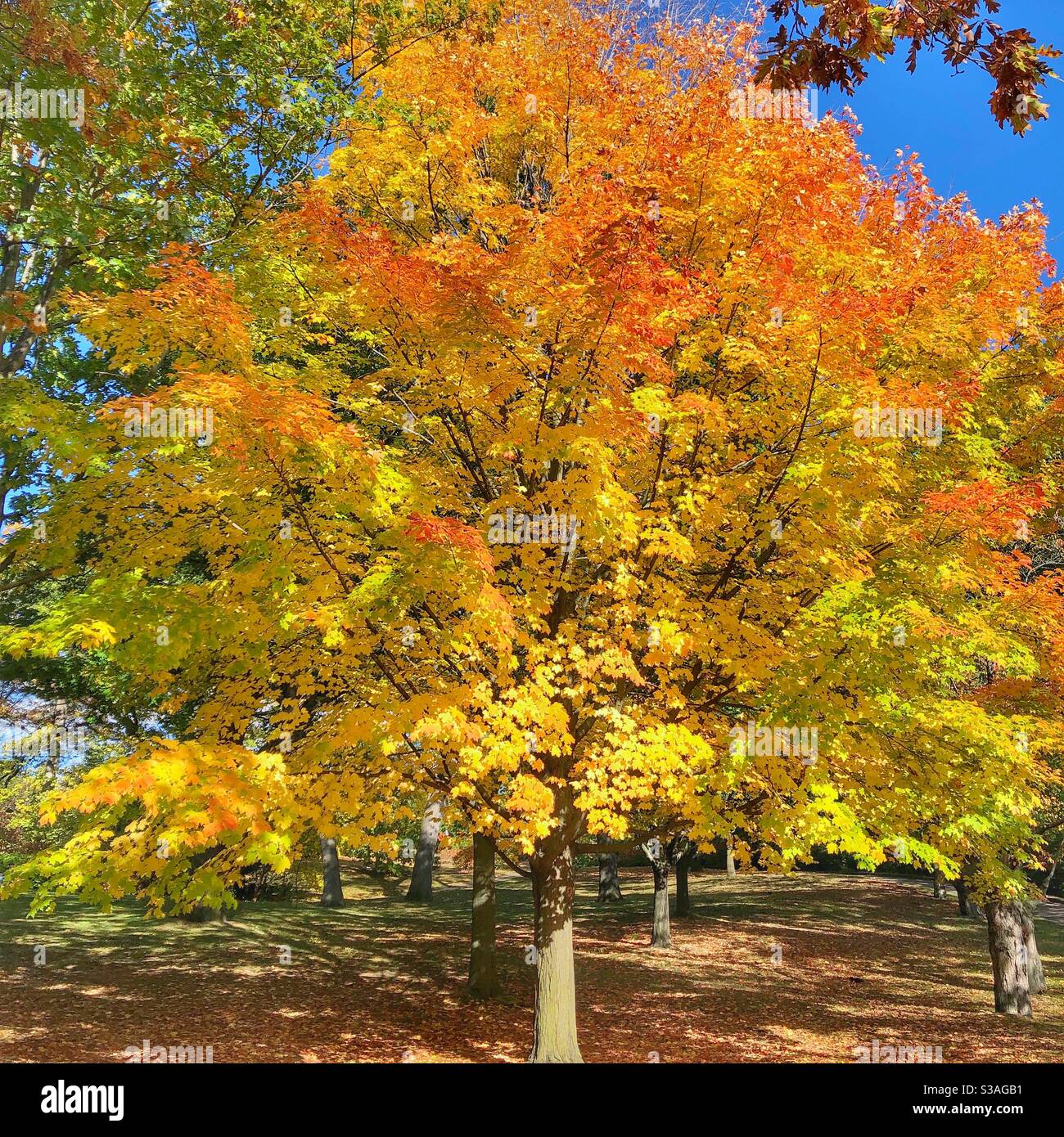 Golden colours of autumn. Stock Photo
