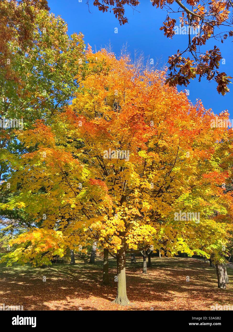 The changing colours of autumn. - Smartphone Captured Stock Image