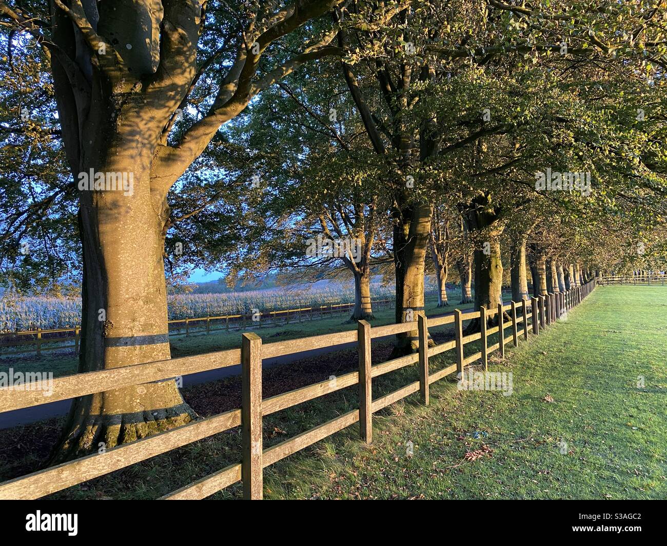 Wooden fence with trees - Smartphone Captured Stock Image