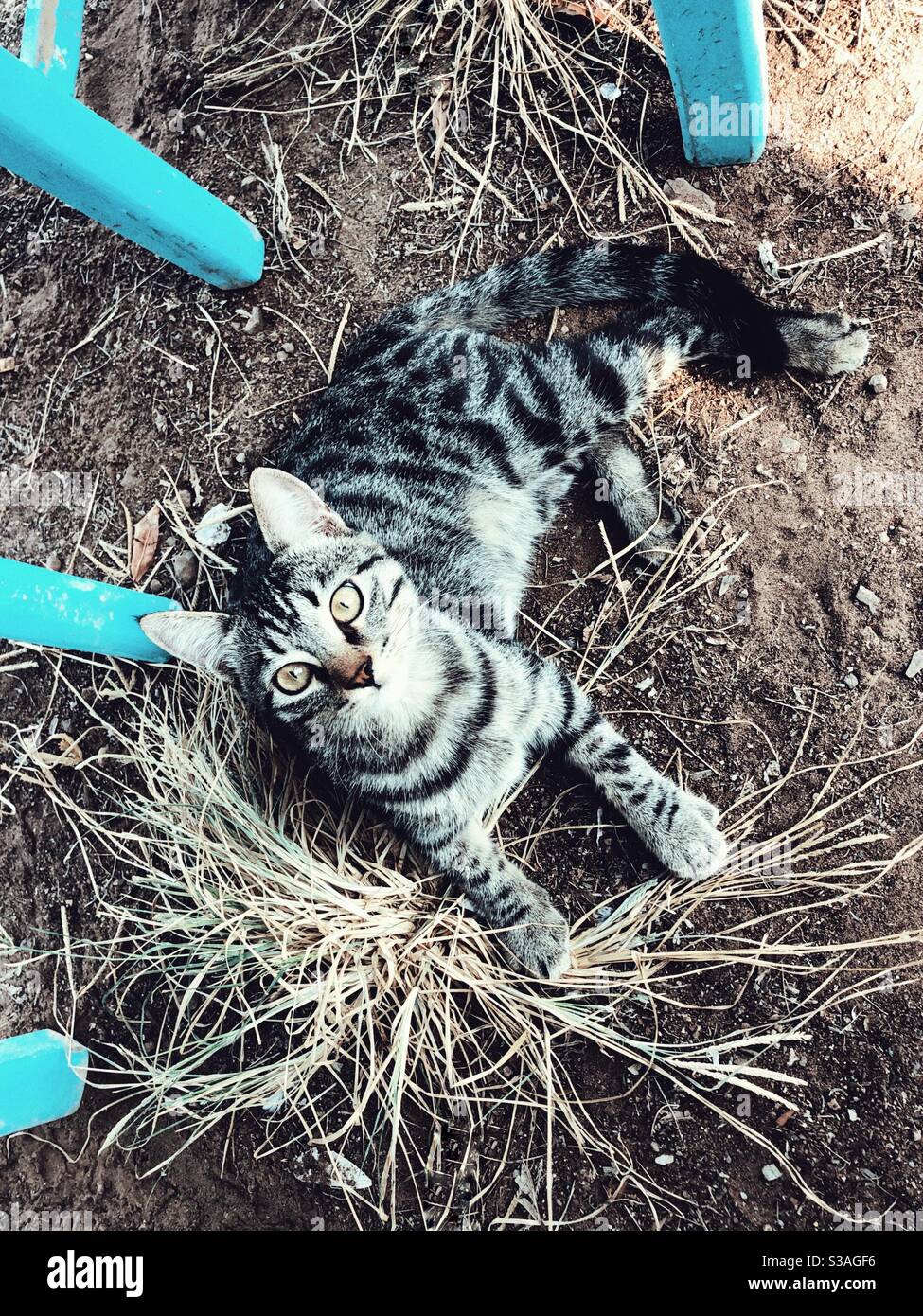 Cat stare down hires stock photography and images Alamy