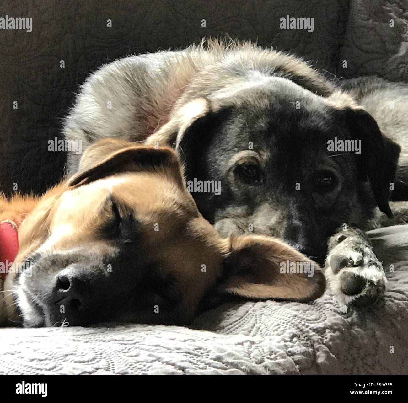 Should I Let My Puppies Sleep Together