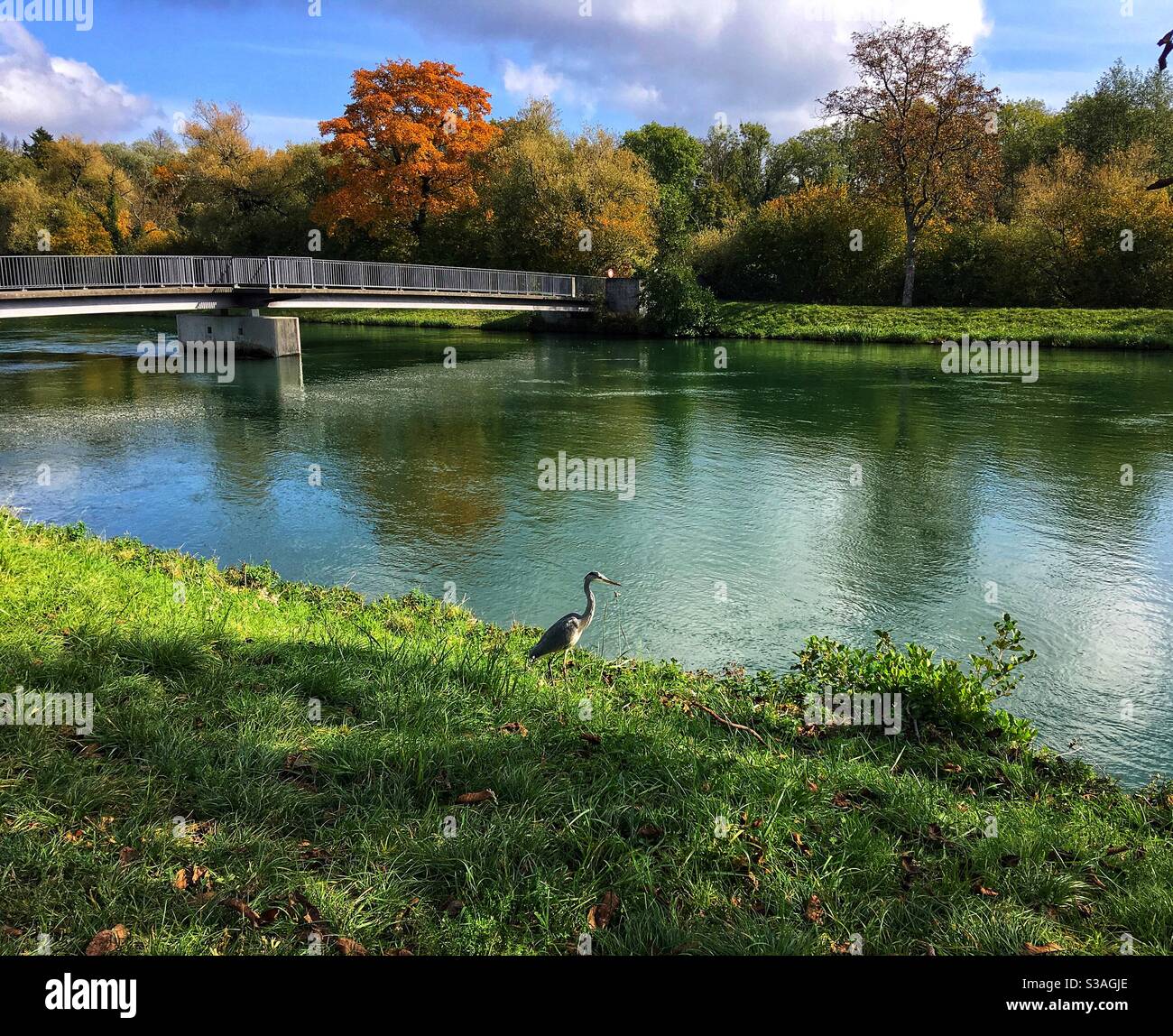 Large Bird on river shore in autumn colors - Smartphone Captured Stock Image