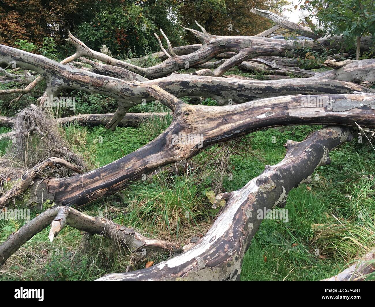 Tree stumps on floor - Smartphone Captured Stock Image