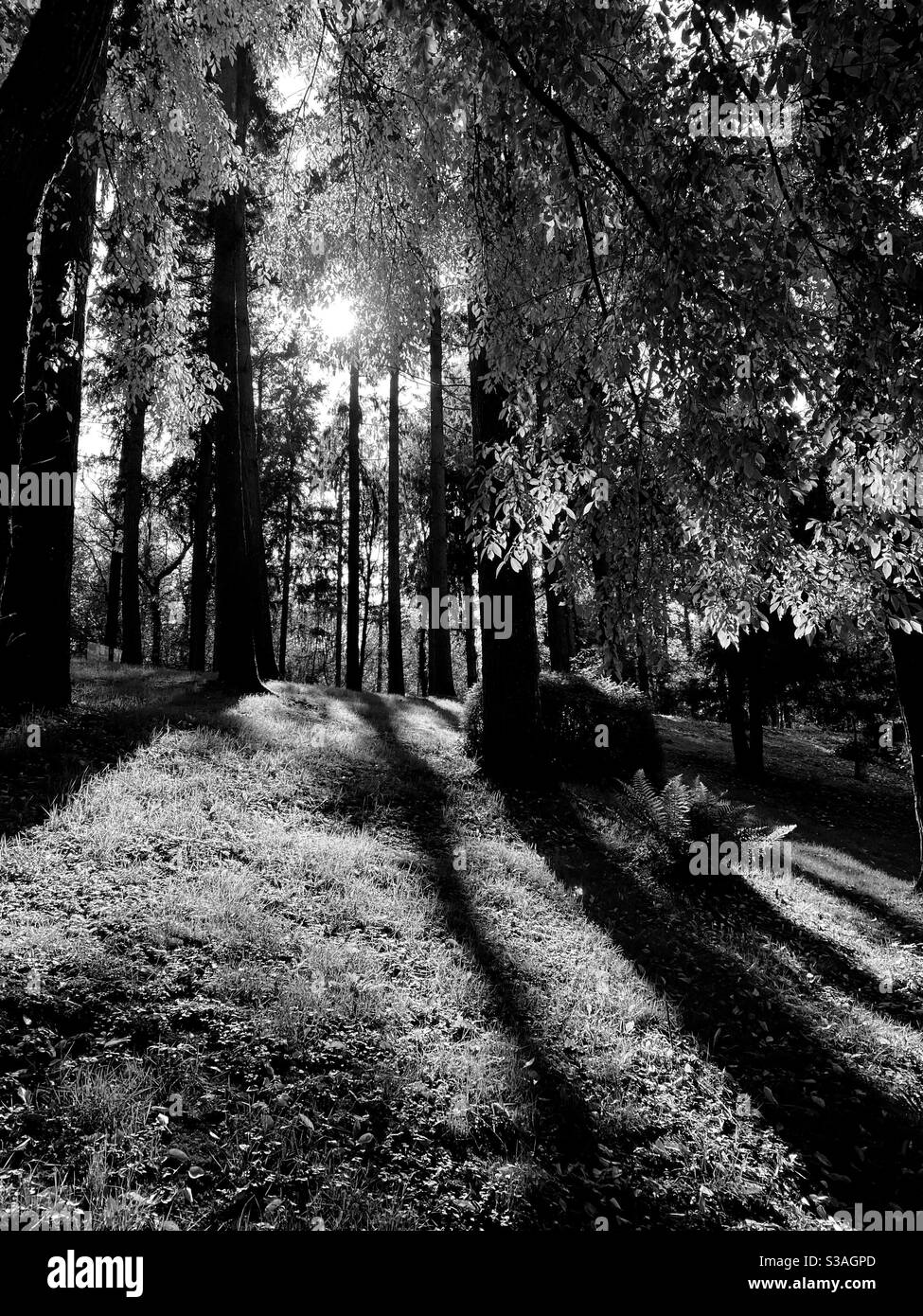 Oriental gardens Maulevrier France - Smartphone Captured Stock Image