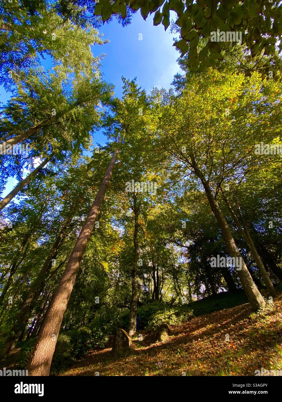 Oriental gardens Maulevrier France - Smartphone Captured Stock Image