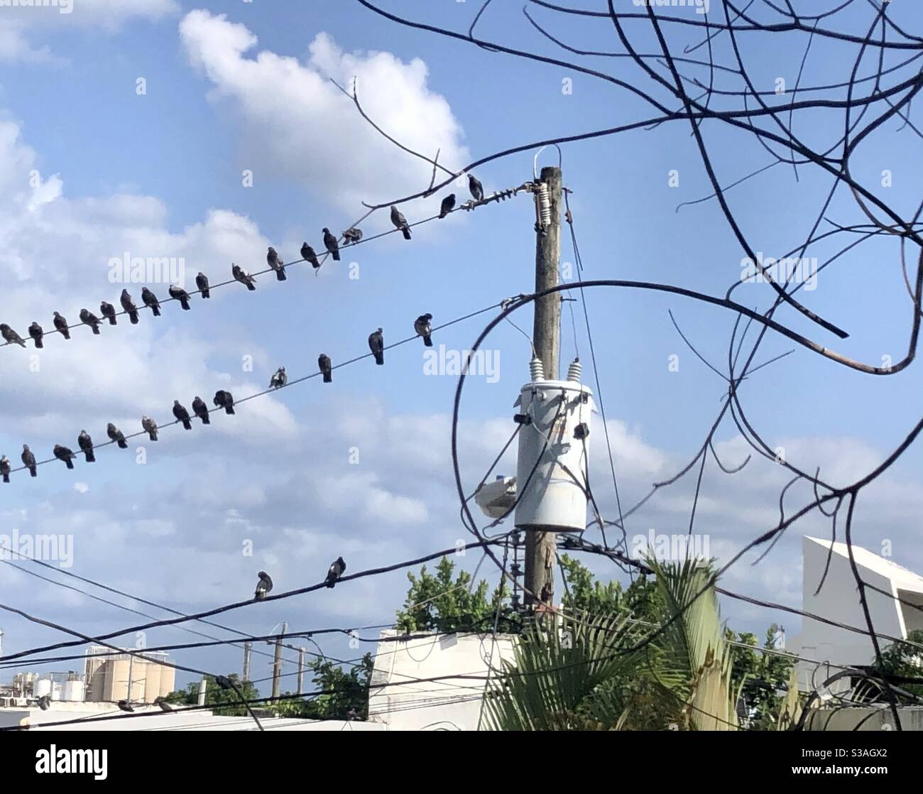 Top 26+ Stock Photos why do birds hang out on power lines Latest Top 26+ Stock Photos why do birds hang out on power lines Latest