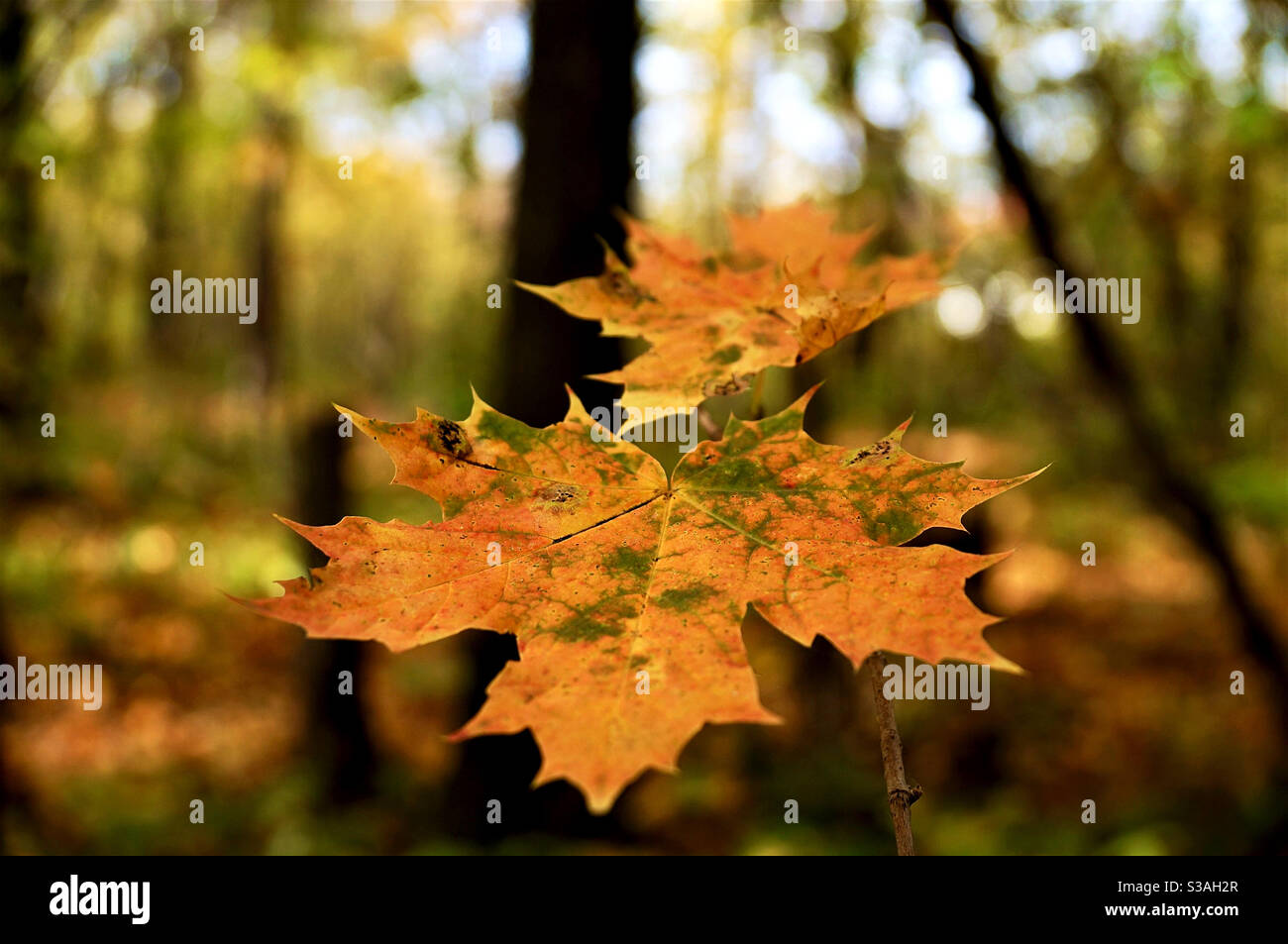 Two colorful autumn maple leaves - Smartphone Captured Stock Image