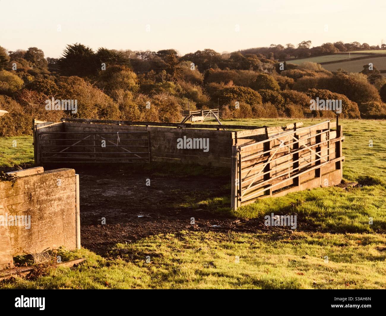 the cattle pen - Smartphone Captured Stock Image