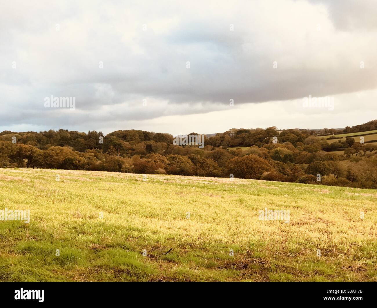 a Cornish pasture in the morning - Smartphone Captured Stock Image