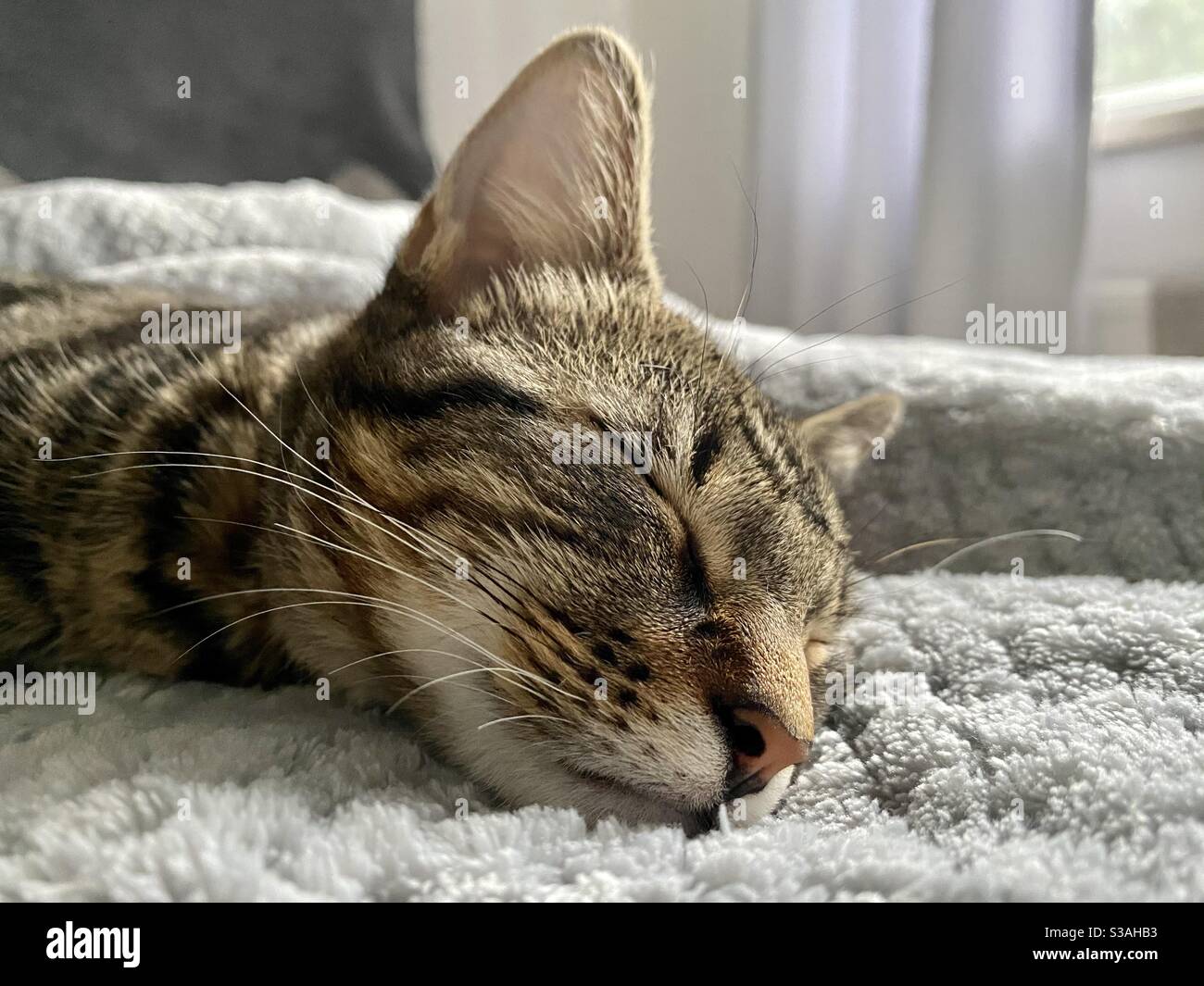 Sleeping kitten on a fluffy blanket Stock Photo