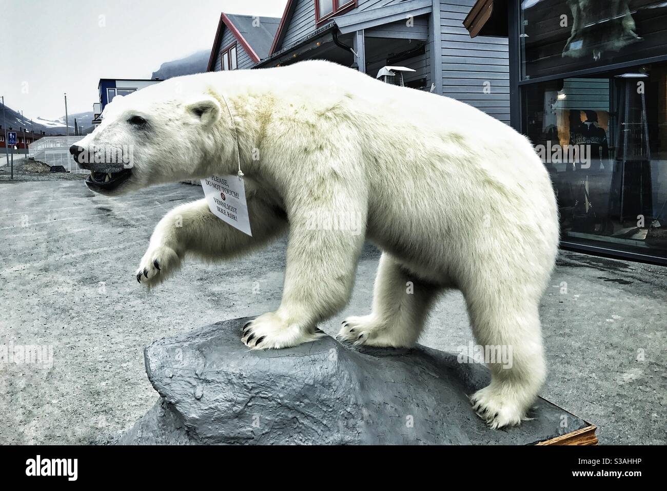 Stuffed polar bear outside shop in Longyearbyen, Svalbard. - Smartphone Captured Stock Image