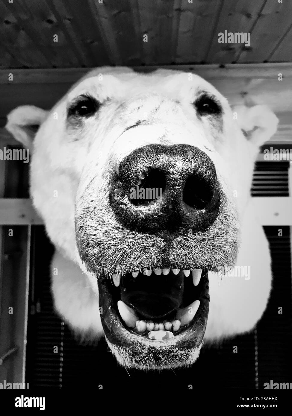 Polar bear in shop in Longyearbyen, Svalbard. - Smartphone Captured Stock Image
