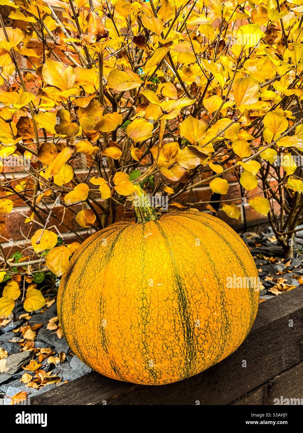 Autumn - Smartphone Captured Stock Image